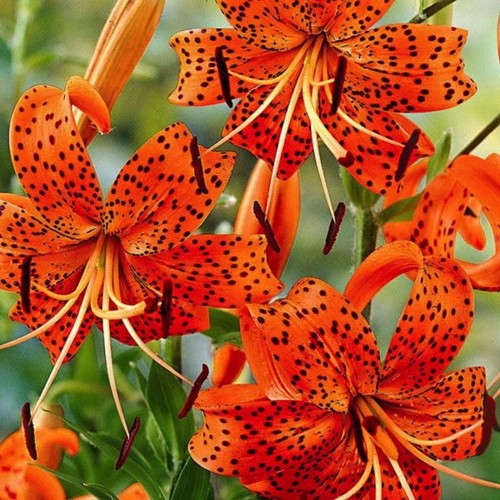 Turks cap tiger - tiger, bulbs